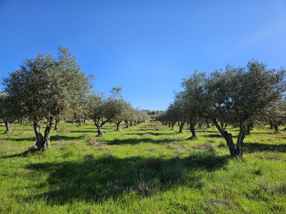 Olivais (2) produtivos. Barbacena, Elvas
