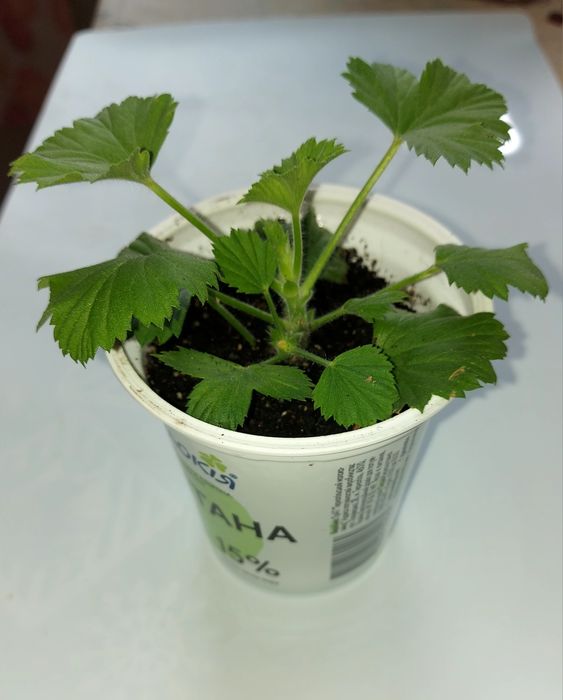 Королівська пеларгонія