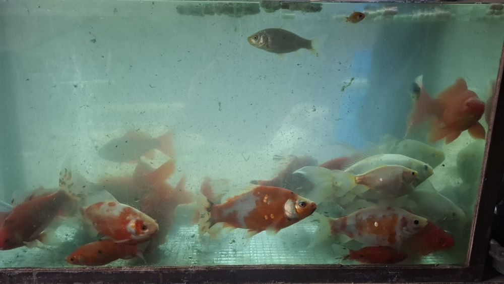 RYBY Karasie ozdobne TANIO!