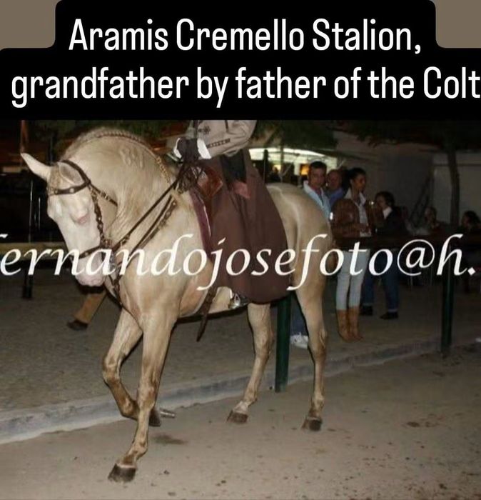 Poldro PSL Lusitano Isabel
