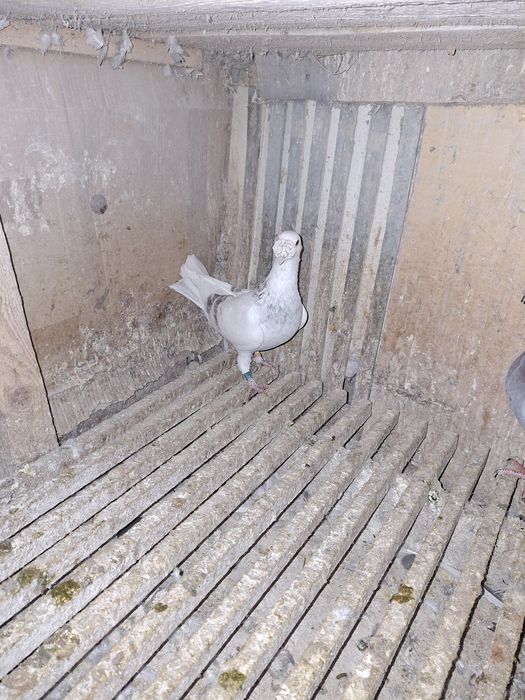 Gołebie staropolskie