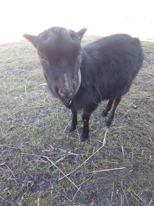 Кози,козичка шукає сім'ю.