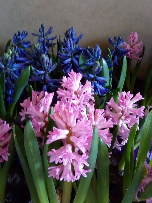 Тюльпани гуртом до 8 березня