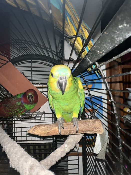 Papagaio xanthopteryx