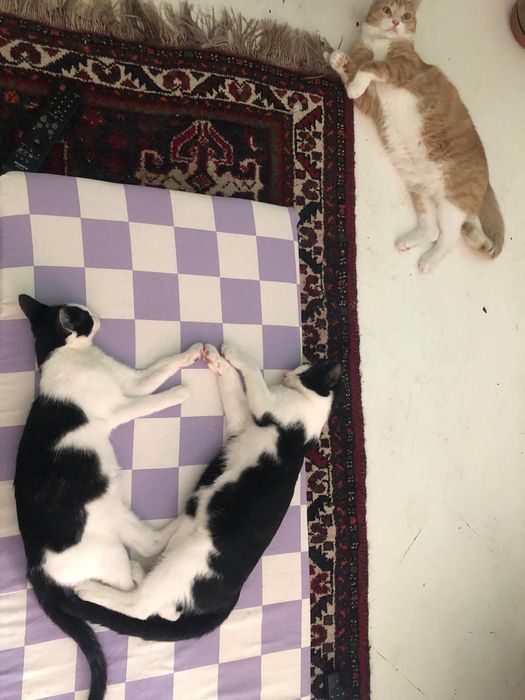 Kocie pingwinki szukają domku