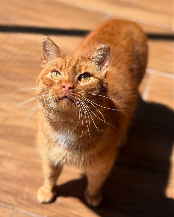 Slodki rudy kocur Danny do adopcji