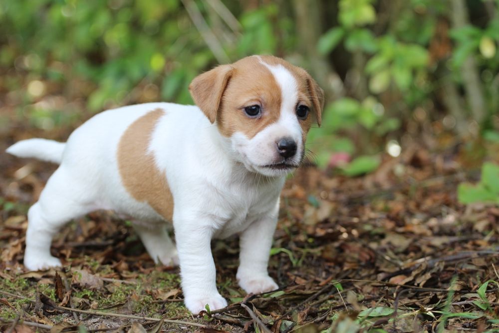Suczka Jack Russell Terrier