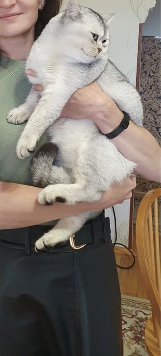 Злучка прямовухий кіт