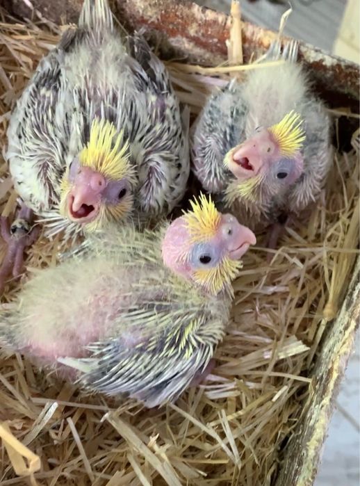 Caturrinhas para acabar de criar a mão