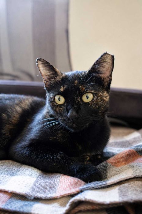 ESTERILIZADA | Gatinha disponível para adoção muito responsável