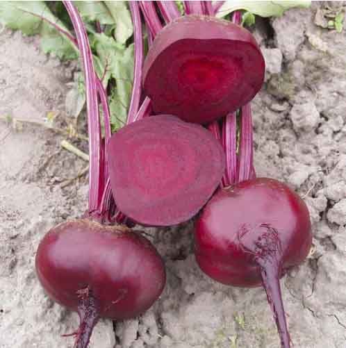 Насіння Буряка ВОДАН F1 WODAN F1 Семена Свеклы