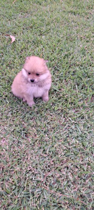 Spitz alemão lindo