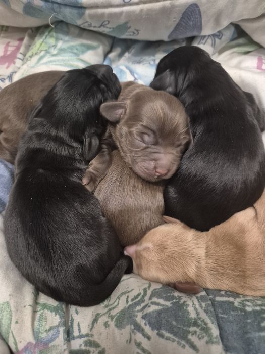 Спаніель. Кокер Спаніель