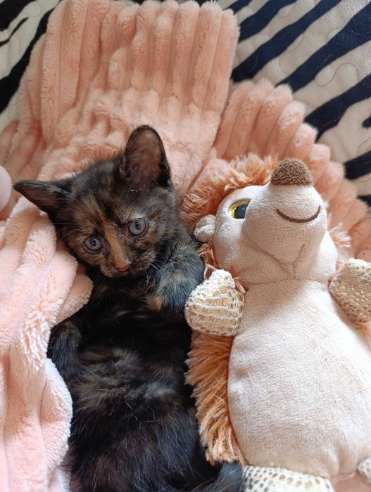 Кошеня, чемне, триколірне. 2,5 місяця.