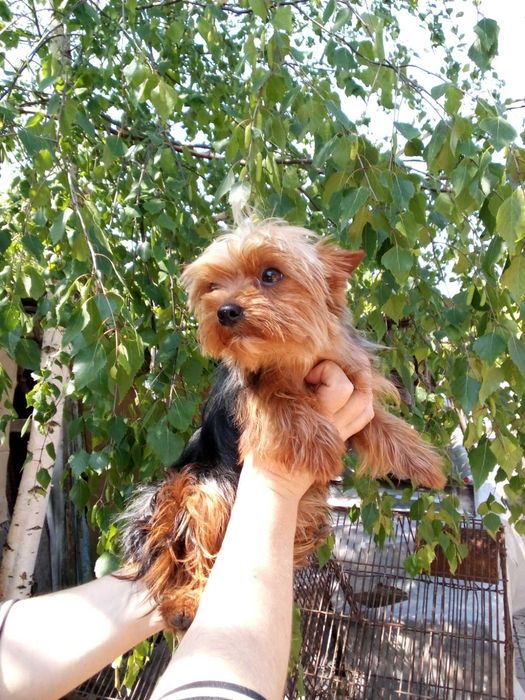 Вязка мини йорчик.