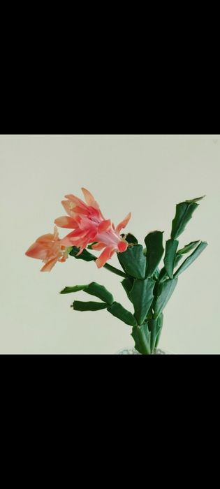 Кімнатні рослини