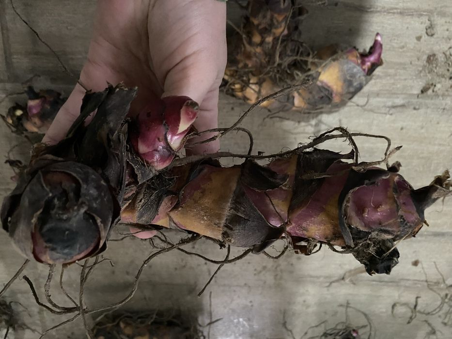 Канни пальмолисті для саду та кашпо (бронь на осінь)