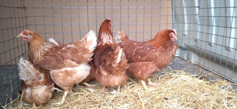 Kury Nioski Novogen 23 tygodnie,zaczynają nosić! Wysyłamy!