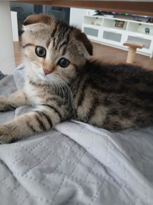 Fêmea Scottish Fold