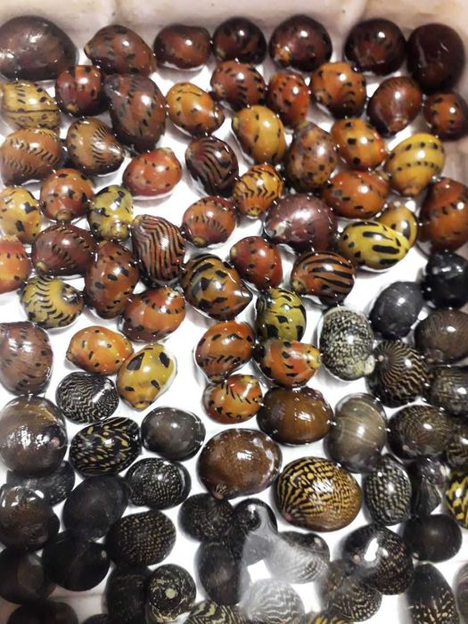 Водорослееды Отоцинклюс аффинис, зебра, витатус Неритина, неретина