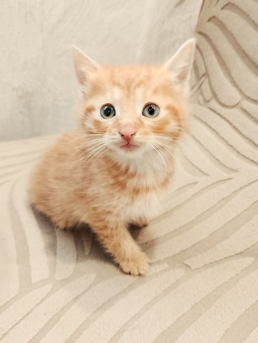 Кошенятко від породистої мами