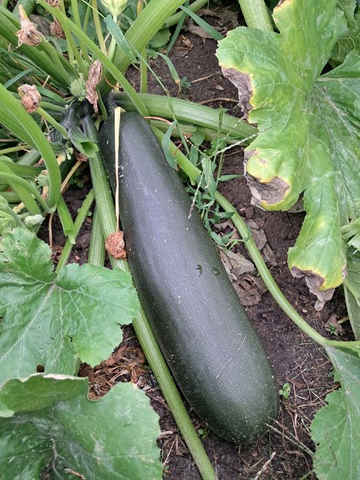 Cukinia ekologiczna