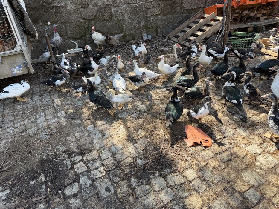 Patos de varias idades