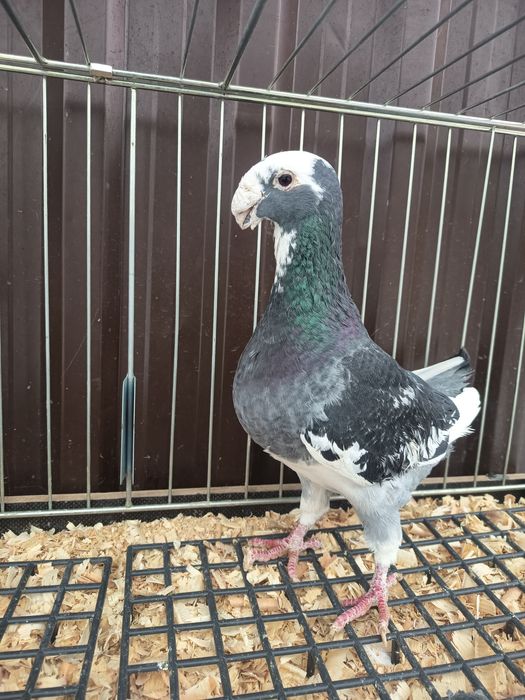 Sprzedam gołębie niemieckie wystawowe