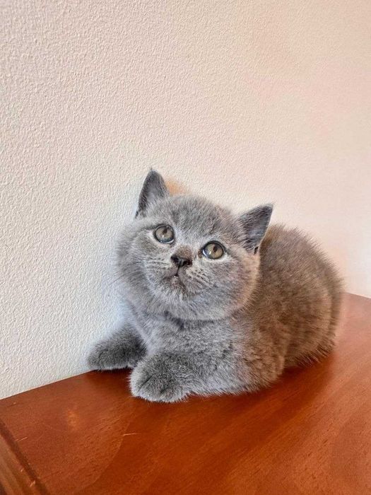 Gatinho disponível.