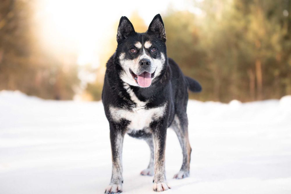 towarzyska i przytulaśna ANSIMA