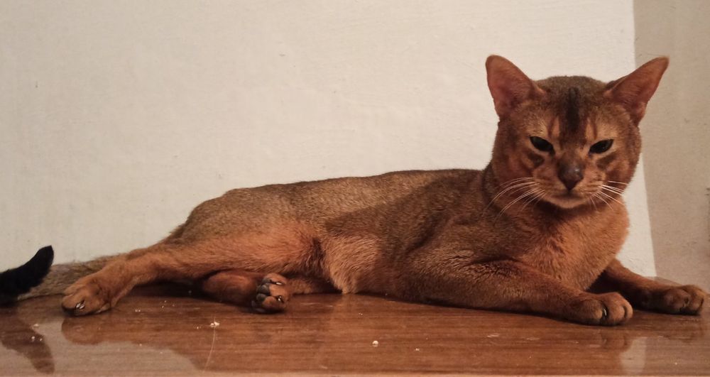 Кіт абіссинська порода, для паровки, продаж