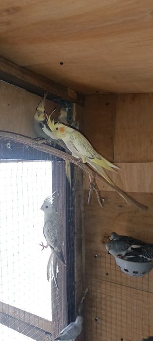 Sprzedam papugi nimfy