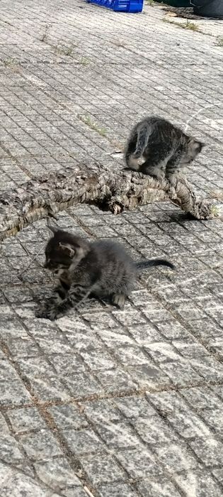Gatinhos para oferecer