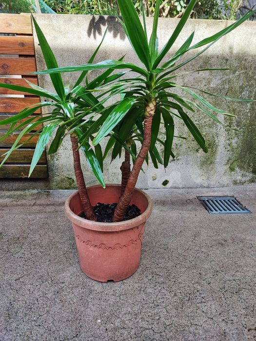 Yuca em vaso com várias medidas