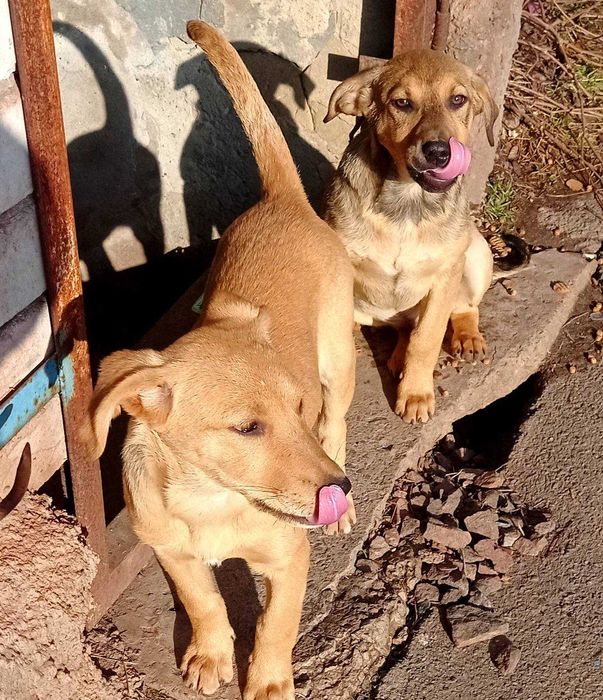 Хлопчик і дівчинка в гарні родини