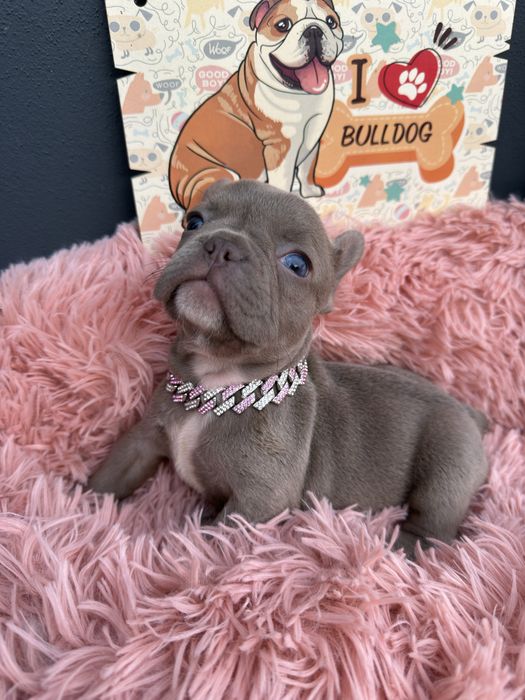 Menina buldog frances lilac