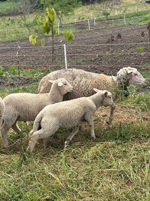 Borrega e borrego cruzados de merino