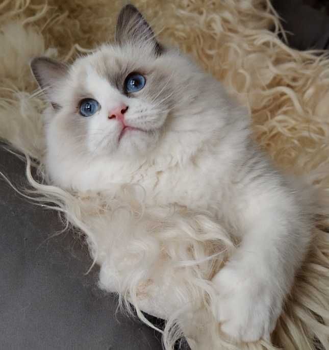 Kocurek ragdoll z rodowodem, już do odbioru