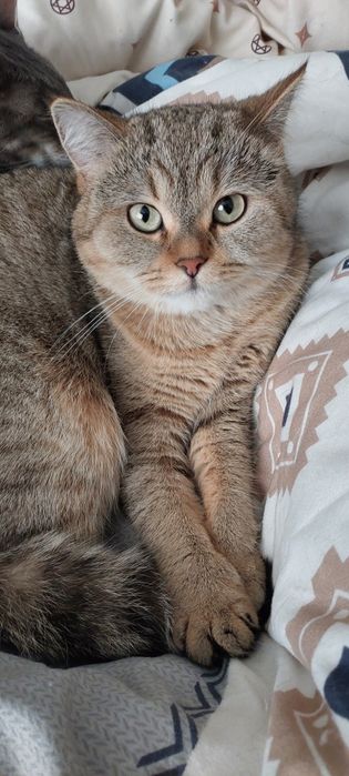 Шотландский кот 5 лет