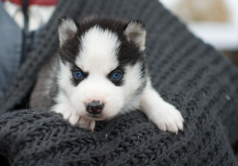 Блакитноокі Сибірські хаскі. Хлопчики та дівчатка. КСУ