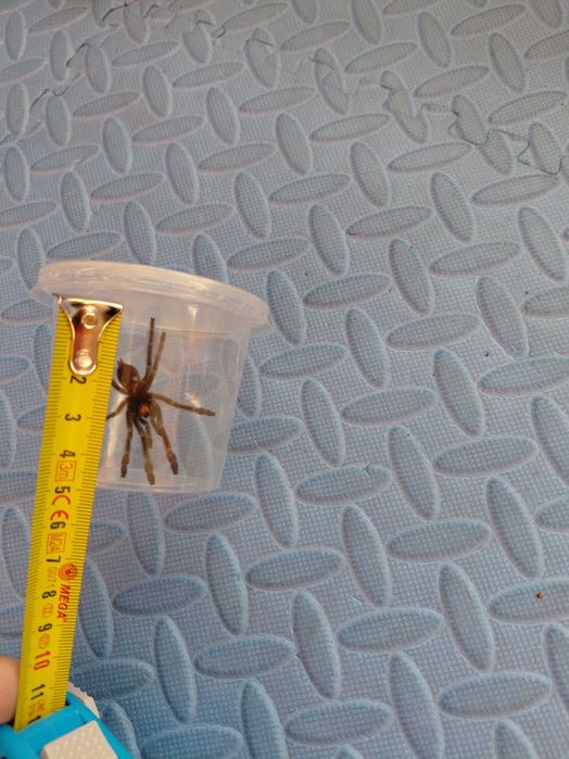 Ptasznik Psalmopoeus cambridgei