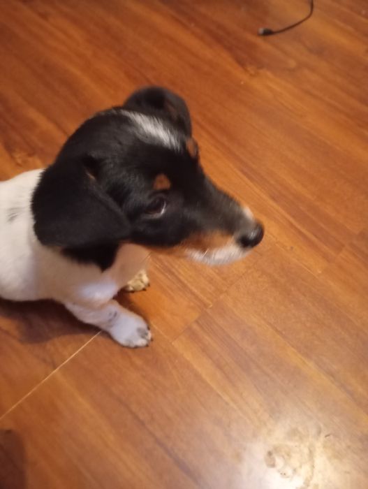 Отдам щенка метис Джек Рассел