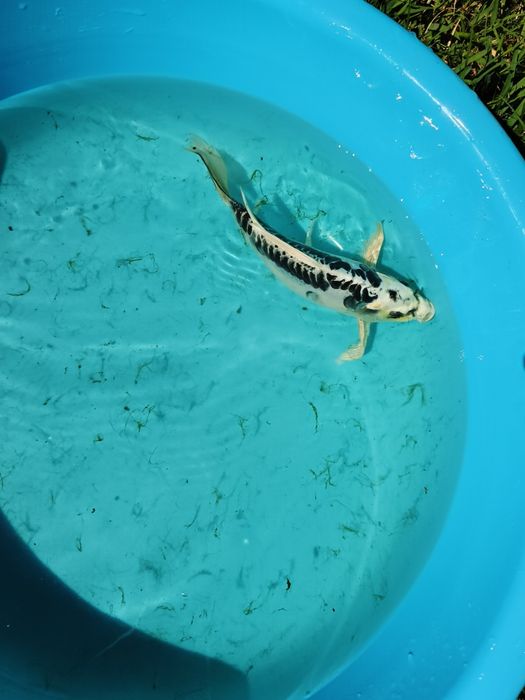 Carpa de veu Ki Shusui