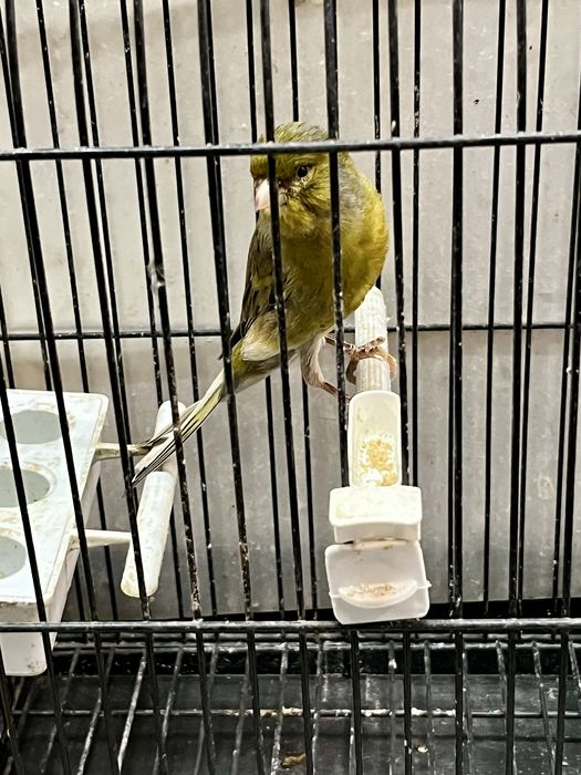 Canarios llarguet espanhol