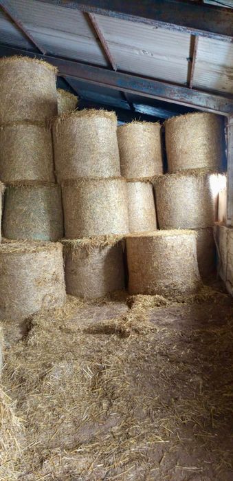 Sprzedam słomę z owsa – dobra jakość