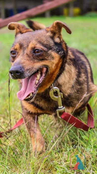 Waży tylko 9 kg i ma bardzo fajny charakter - adoptuj pupila