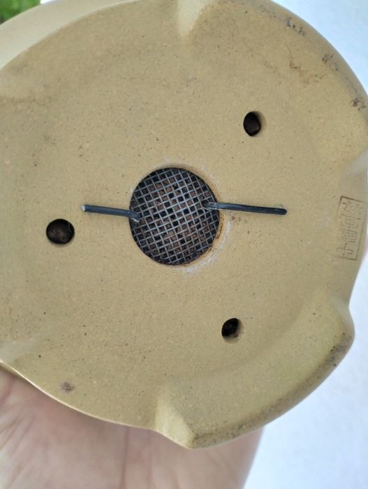 Bonsai uva crispa - groselha