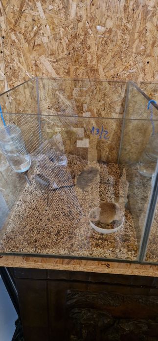 Maternidade aquário para roedores