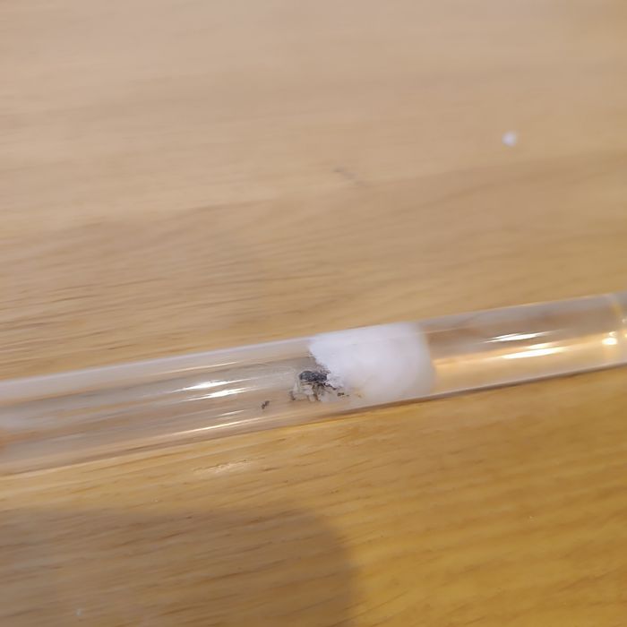 Mrówki Lasius Niger i Flavus