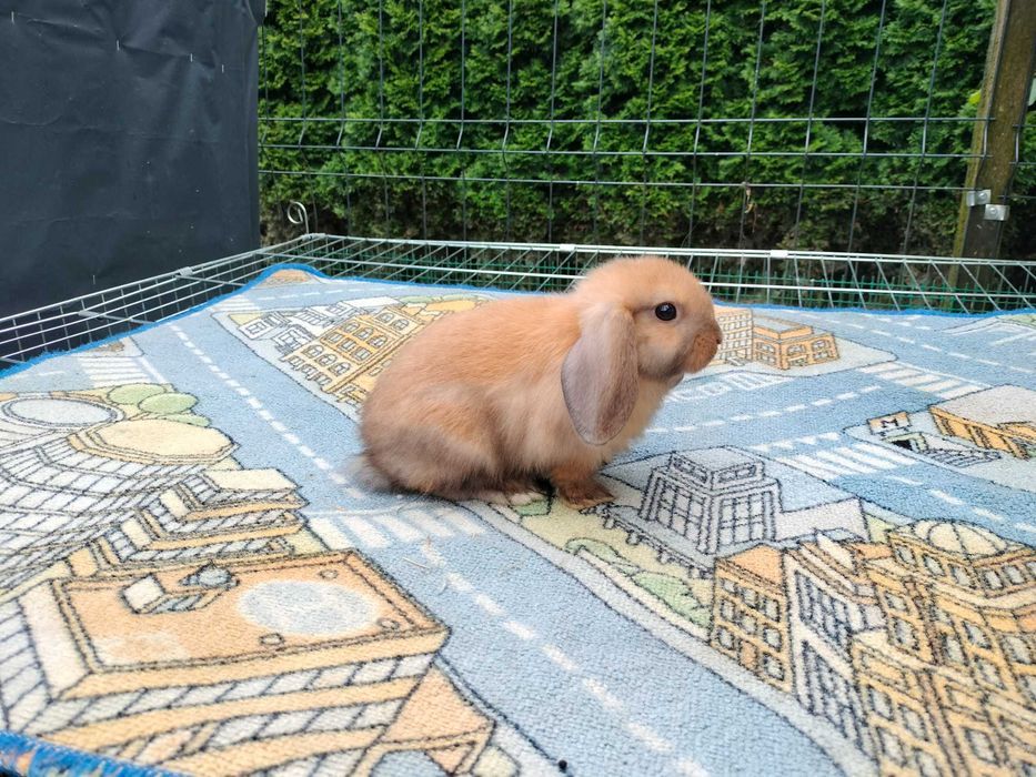 Króliki baranki mini